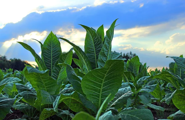 Cultivo de tabaco num campo na Polónia — Fotografia de Stock