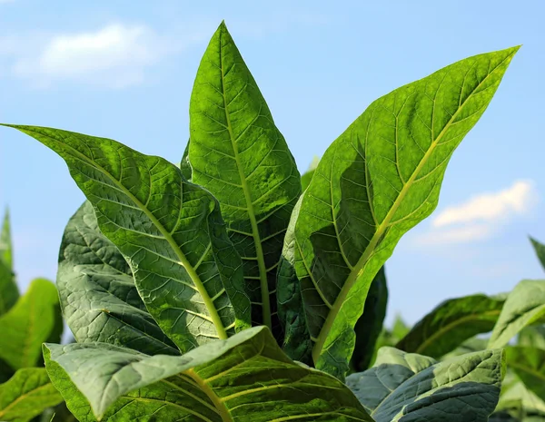 Cultivo de tabaco num campo na Polónia — Fotografia de Stock