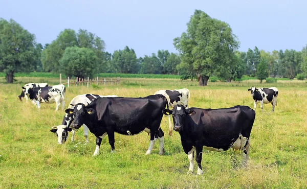 Portret van zwarte en witte koe staren — Stockfoto