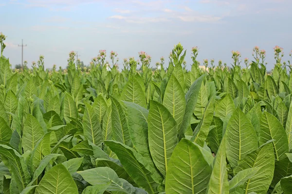 Coltivazione di tabacco in un campo in Polonia — Foto Stock