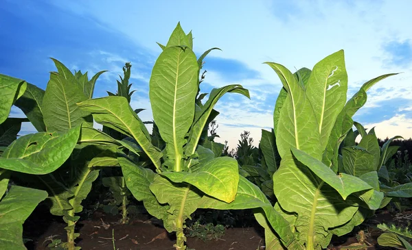 Выращивание табака на поле в Польше — стоковое фото