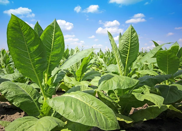 Growing tobacco on a field in Poland — Stock Photo, Image