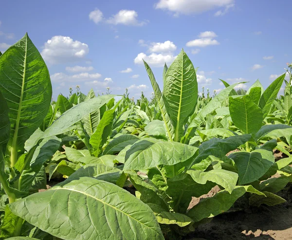 Cultivo de tabaco num campo na Polónia — Fotografia de Stock