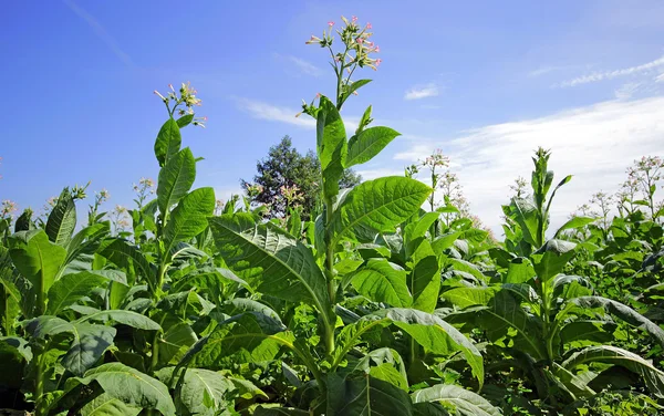 Growing tobacco on a field in Poland — Stock Photo, Image