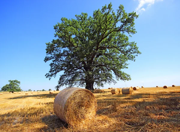 Pila di fieno in un campo estivo, Polonia — Foto Stock