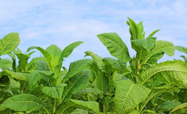 Polonya alan tütün büyüyen