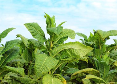 Polonya alan tütün büyüyen