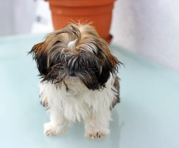 Cãozinho Shih Tzu — Fotografia de Stock