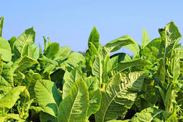 Growing tobacco on a field in Poland — Stock Photo, Image