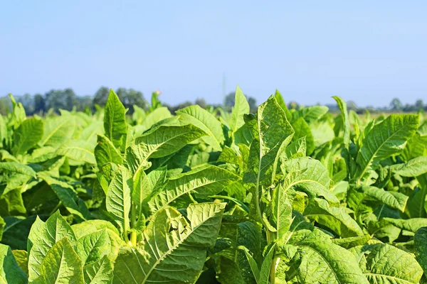 Growing tobacco on a field in Poland — Stock Photo, Image