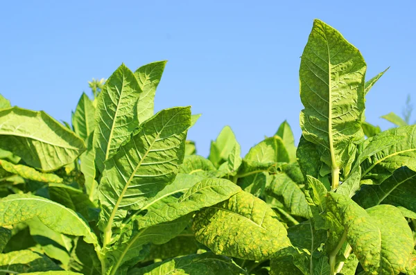 Tabakanbau auf einem Feld in Polen — Stockfoto