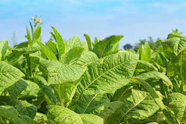 Cultivo de tabaco num campo na Polónia — Fotografia de Stock