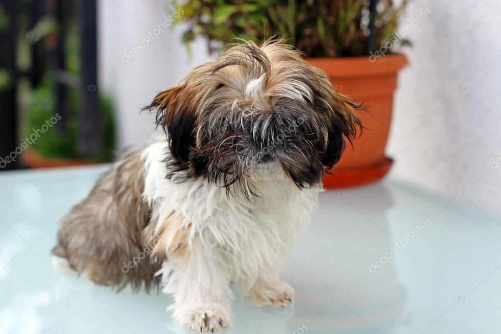 teddy bear faces shih tzu puppies