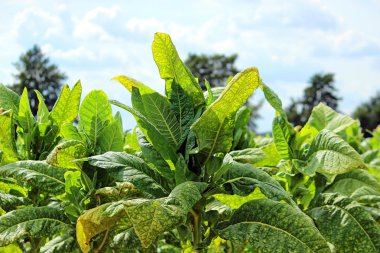 Polonya alan tütün büyüyen