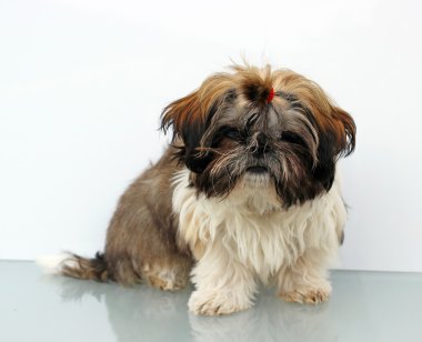 Shih tzu yavrusu