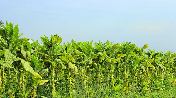 Growing tobacco on a field in Poland — Stock Photo, Image