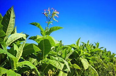 Polonya alan tütün büyüyen