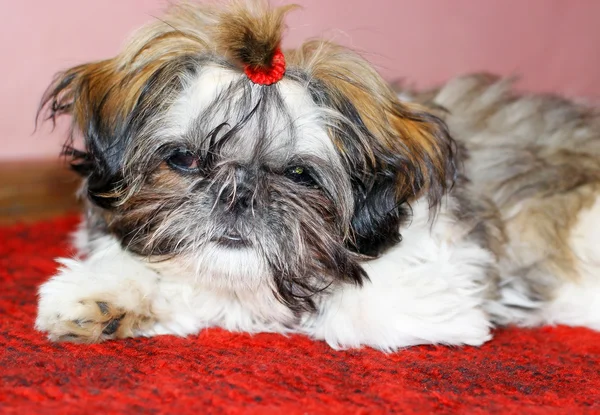 Shih Tzu puppy — Stock Photo, Image