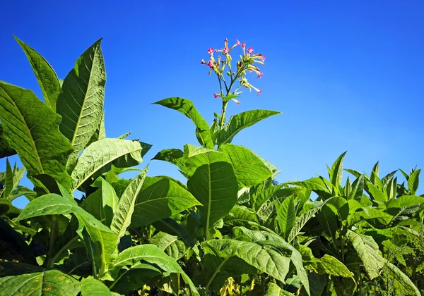 Growing tobacco on a field in Poland — Stock Photo, Image