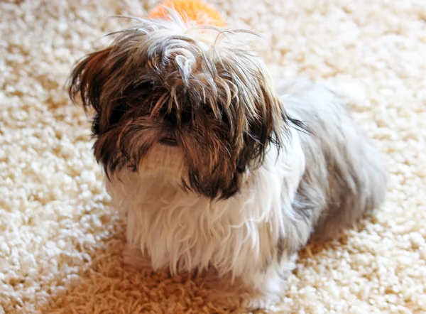 Cãozinho Shih Tzu — Fotografia de Stock