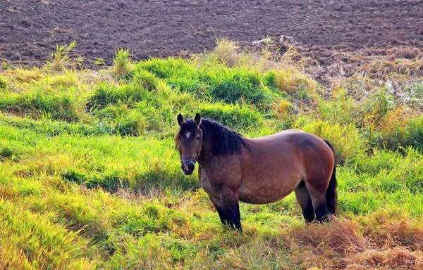 Cavalli al pascolo — Foto Stock