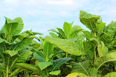 tobbaco ekimi Polonya