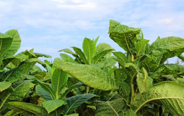 tobbaco ekimi Polonya