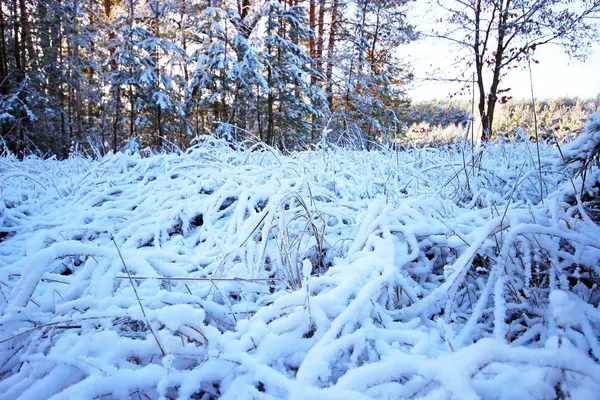 Winter snow covered — Stock Photo, Image