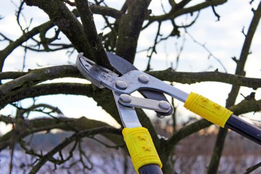 tree pruning clipart