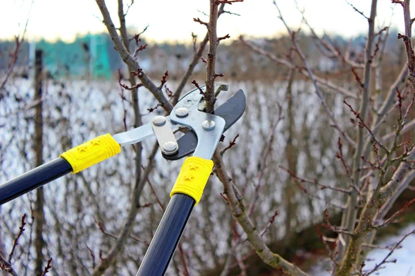 Snoeien van bomen Rechtenvrije Stockfoto's