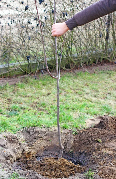 Plantation dans le jardin de jeunes arbres fruitiers — Photo