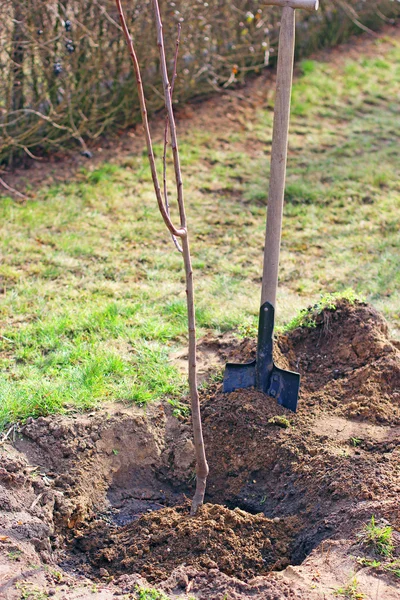 Plantation dans le jardin de jeunes arbres fruitiers — Photo