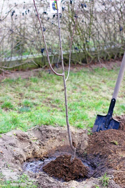 Planten in de tuin van jonge fruitbomen Rechtenvrije Stockafbeeldingen