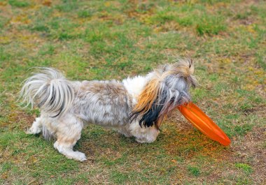 meraklı shitzu köpek