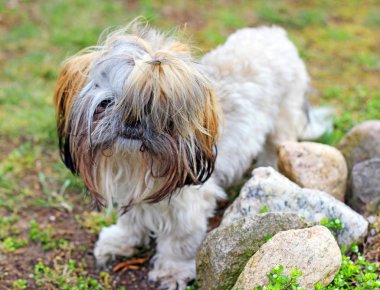 meraklı shitzu köpek