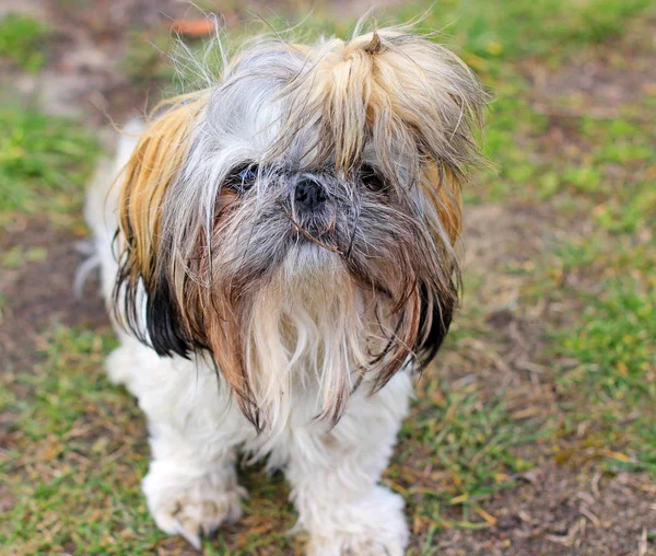 Curioso perro shitzu —  Fotos de Stock