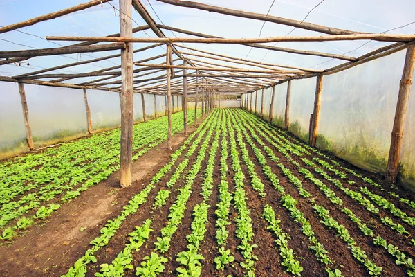 Growing radishes in the greenhouse — Stock Photo, Image