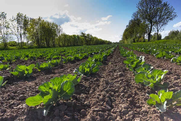 stock image Landscape view of a freshly growing cabbage field.