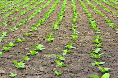 tobbaco ekimi Polonya