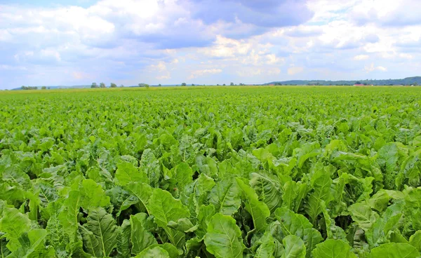 Campi di barbabietole da zucchero sotto il sole estivo — Foto Stock