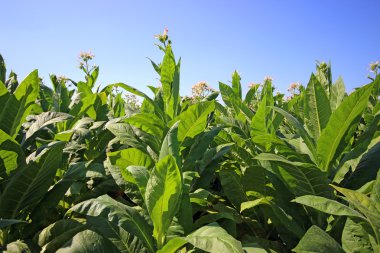 tobbaco ekimi Polonya