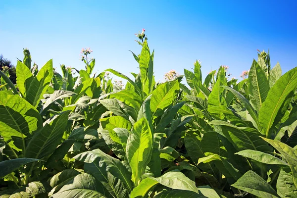 Plantação de tabaco em Polonia — Fotografia de Stock