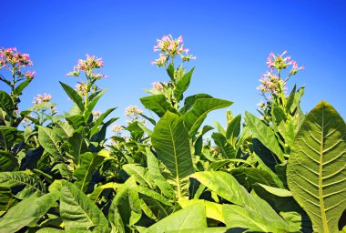 tobbaco ekimi Polonya