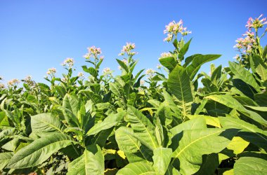 tobbaco ekimi Polonya