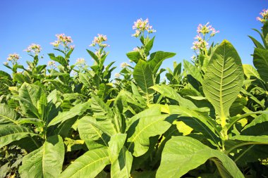 tobbaco ekimi Polonya