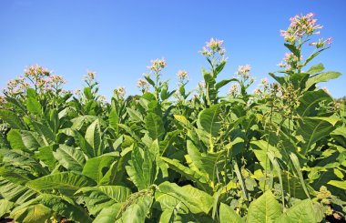 tobbaco ekimi Polonya