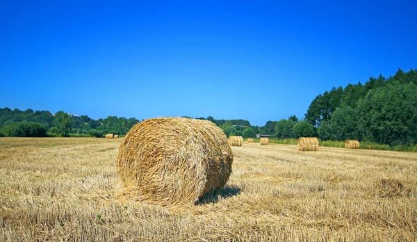 Fardos de feno no campo após a colheita, Polónia — Fotografia de Stock