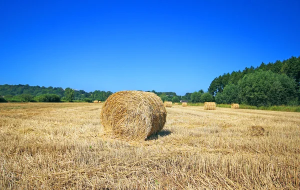 Balles de foin sur le champ après la récolte, Pologne — Photo