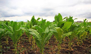 tobbaco ekimi Polonya .