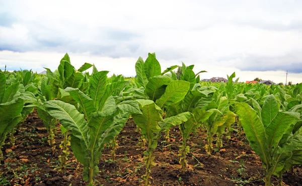 Plantação de tabaco em Polonia  . — Fotografia de Stock